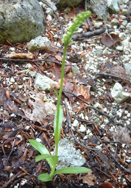 Pseudorchis Albida